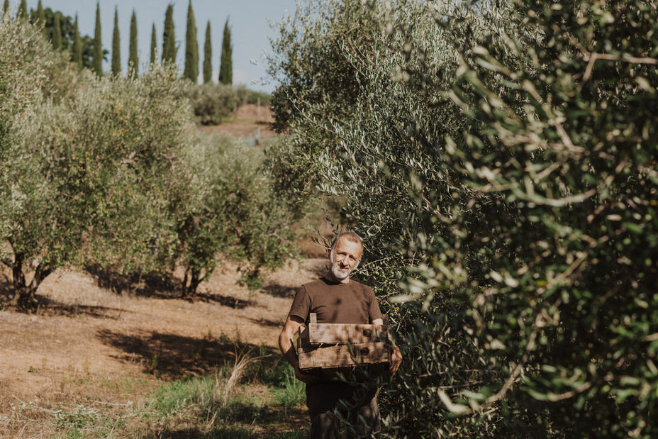 How Our Olive Oil is Made