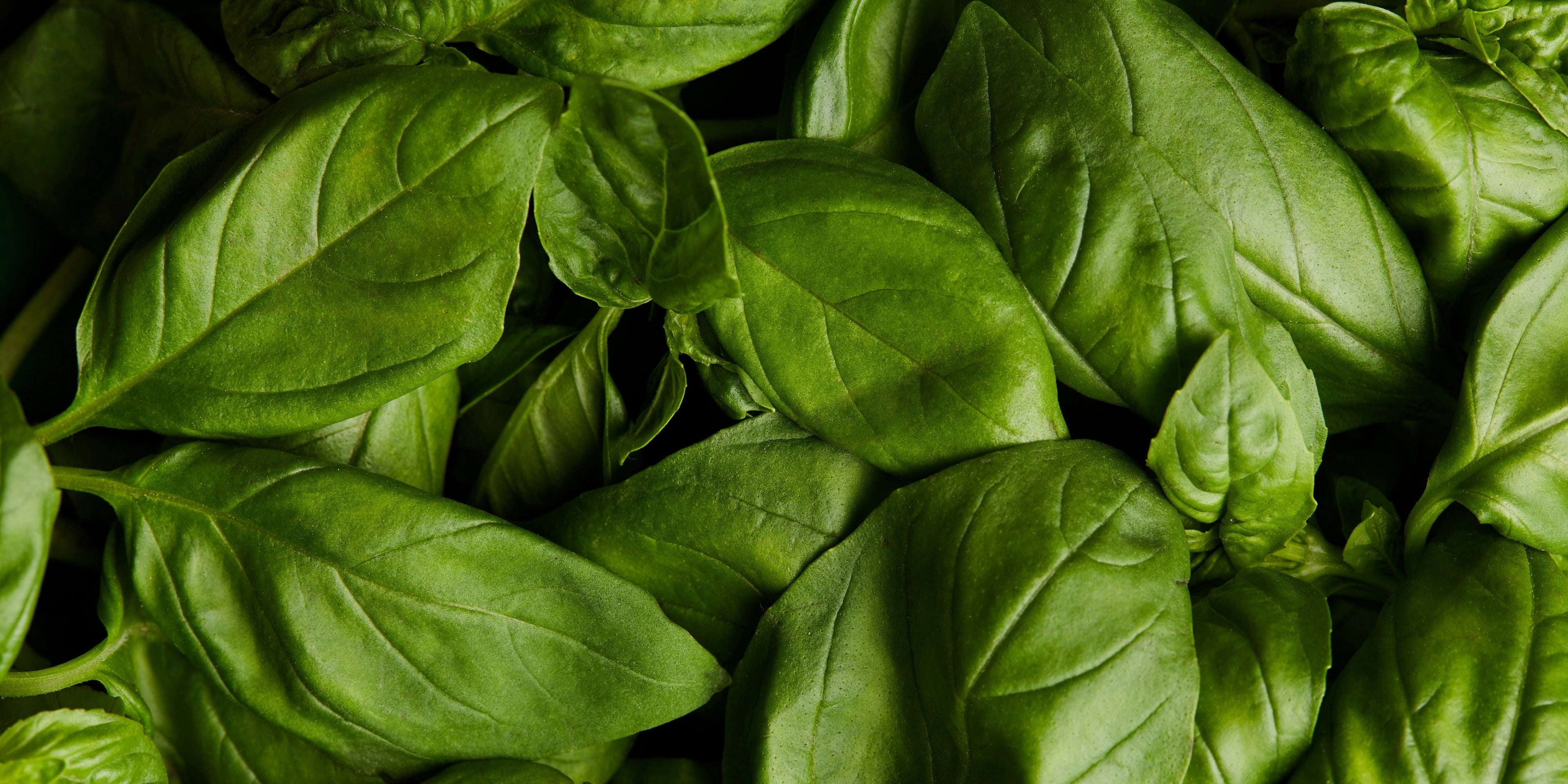 Our Basil Collection